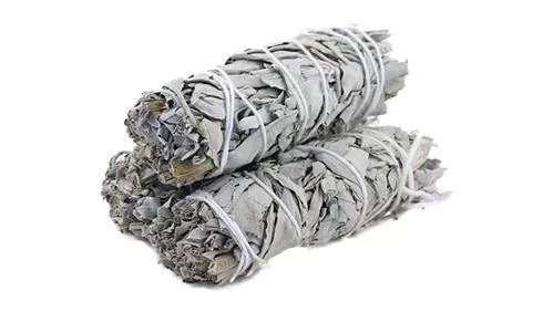 Sauge blanche