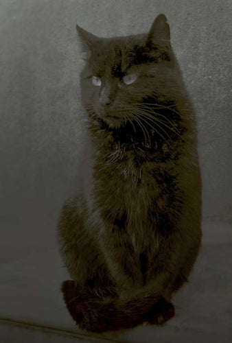 Affiche artistique d'un chat noir mystérieux, une exploration fascinante des superstitions, conçue par AU BORD DES CONTINENTS.