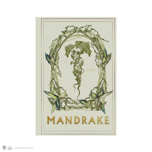 Carnet souple Mandragore avec une couverture élégante, idéal pour les écrivains et étudiants.